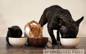 The Importance of Responsibly Sourced Ingredients in Pet Food