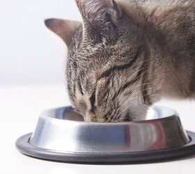 the importance of responsibly sourced ingredients in pet food