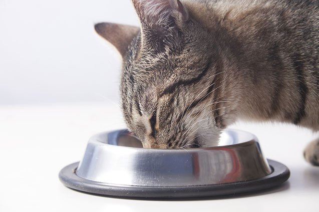 the importance of responsibly sourced ingredients in pet food