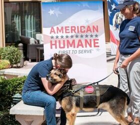 military bomb sniffing dog joins handler for well deserved retirement