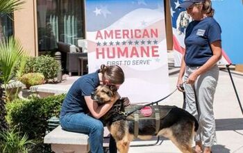 Military Bomb-Sniffing Dog Joins Handler for Well-Deserved Retirement