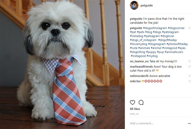 your pet could be the star of petguides instagram page