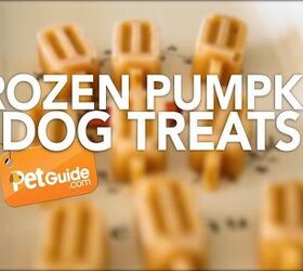 Check Out Our Frozen Pumpkin Bone-ah-PetTreat Recipe