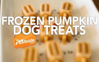 Check Out Our Frozen Pumpkin Bone-ah-PetTreat Recipe
