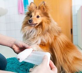 how to treat your dogs wounds at any stage