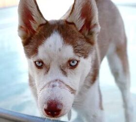 Abused Husky Stands by Children as They Have Their Day in Court