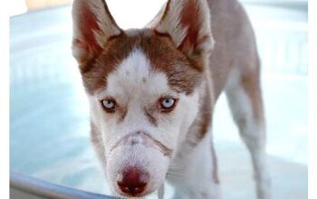 Abused Husky Stands by Children as They Have Their Day in Court
