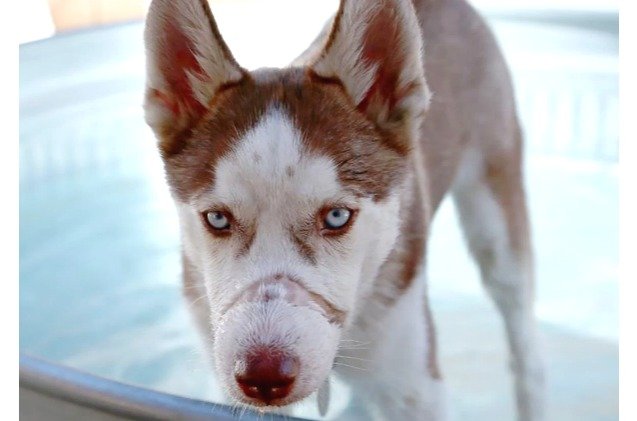 abused husky stands by children as they have their day in court