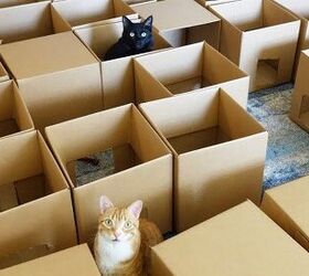 crazy cat maze proves cats can make humans do anything video