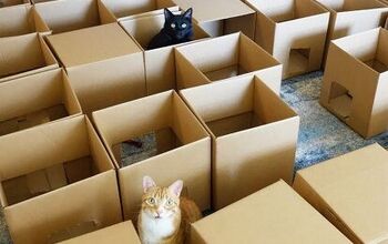 Crazy Cat Maze Proves Cats Can Make Humans Do ANYthing [Video]