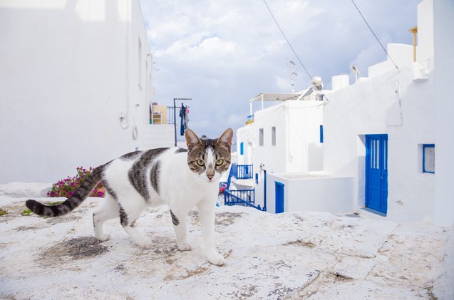 Aegean Cat Breed Information And Pictures PetGuide PetGuide Aegean Cat Breed Information And Pictures PetGuide PetGuide