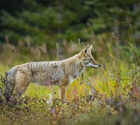 5 Tips on Avoiding Coyotes When Walking Your Dog