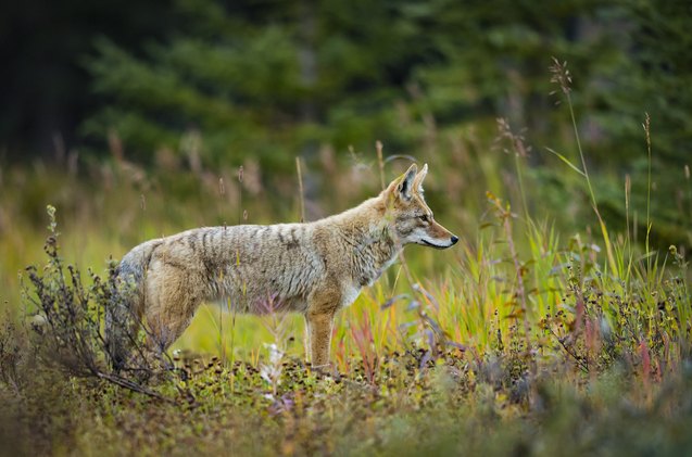 5 tips on avoiding coyotes when walking your dog