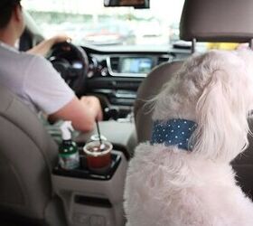 Pet Taxis Are Big Business in South Korea