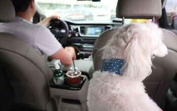 Pet Taxis Are Big Business in South Korea
