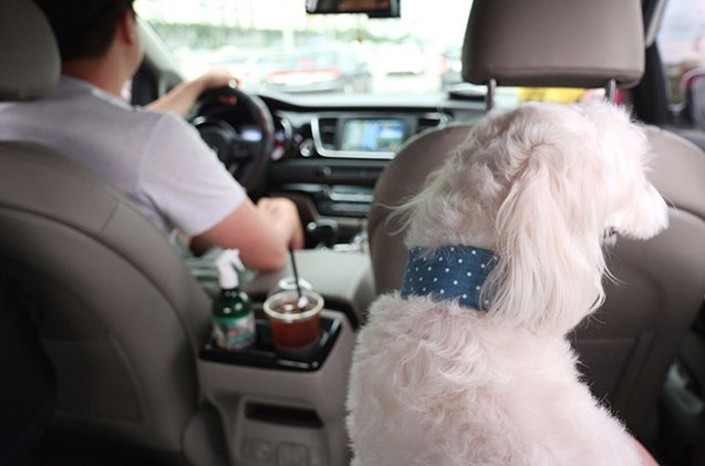 pet taxis are big business in south korea