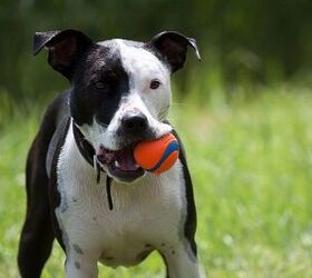 Game-Changing Playgroups for Shelter Dogs Now Possible After $1.5M Gra