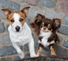 5 Simple Tips for Giving Your Dogs Equal Attention
