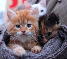 Kitten Season is in Full Swing, and That’s Bad News for Shelters | PetGuide