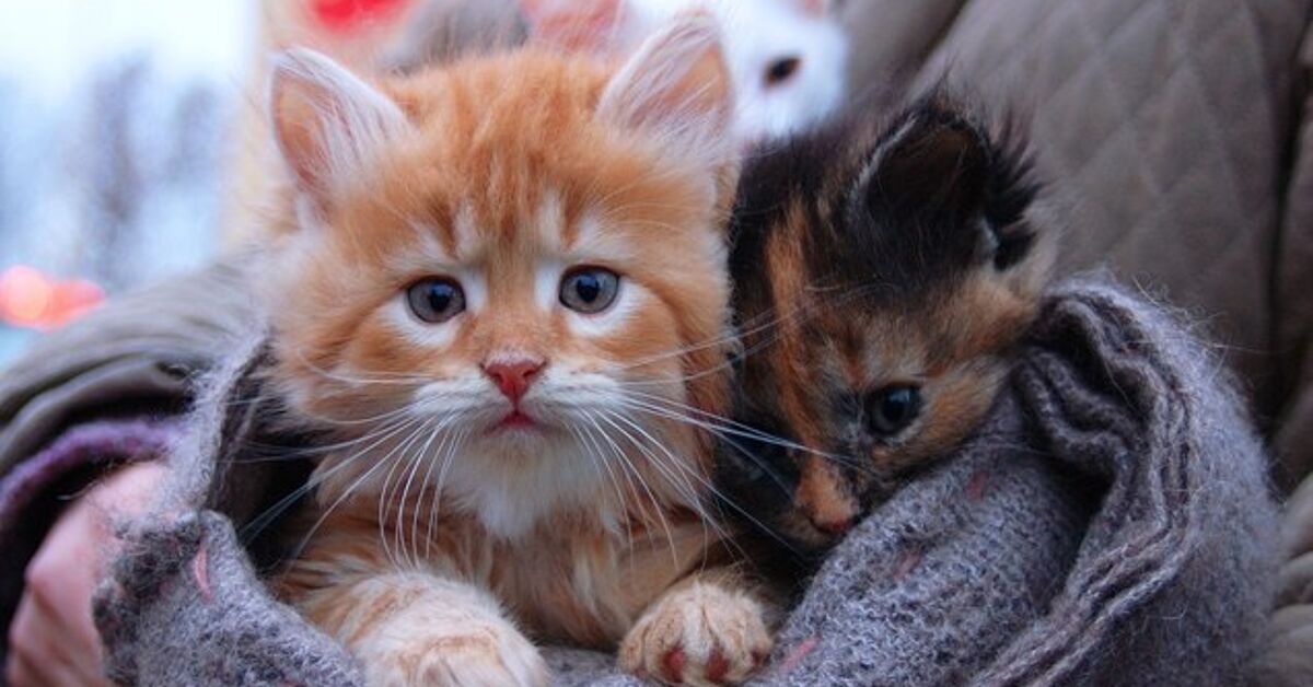 Kitten Season is in Full Swing, and That’s Bad News for Shelters | PetGuide