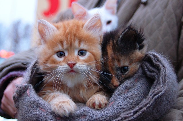 kitten season is in full swing and thats bad news for shelters
