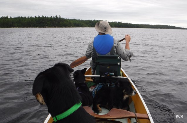 what i did this summer canine canoe adventure in nova scotia part 1