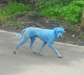 Why Are Dogs Turning Blue in Mumbai?