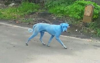 Why Are Dogs Turning Blue in Mumbai?