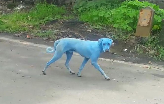 why are dogs turning blue in mumbai