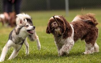 Should You Bring Your Nervous or Reactive Dog to the Dog Park?