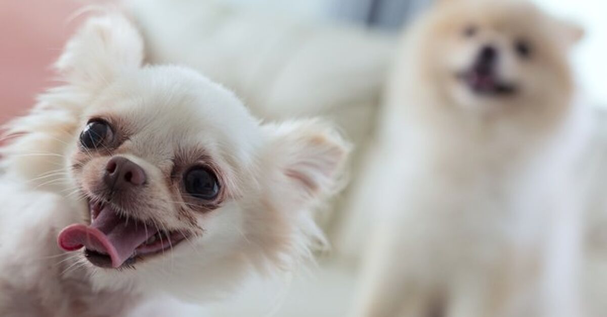 New Pet Sitting Certification Is A Boon For The Pet Care Industry new-pet-sitting-certification-is-a-boon-for-the-pet-care-industry