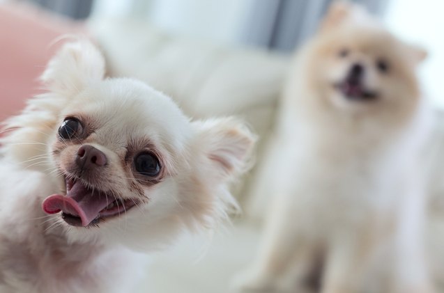 new pet sitting certification is a boon for the pet care industry