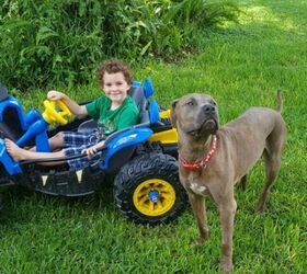 Family Pittie Protects Children From Venomous Snake Attack