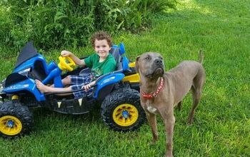 Family Pittie Protects Children From Venomous Snake Attack