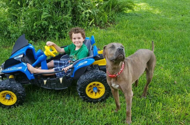 family pittie protects children from venomous snake attack
