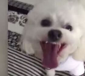 Dog Helps Stage the Cutest Baby Reveal to Grandma [Video]