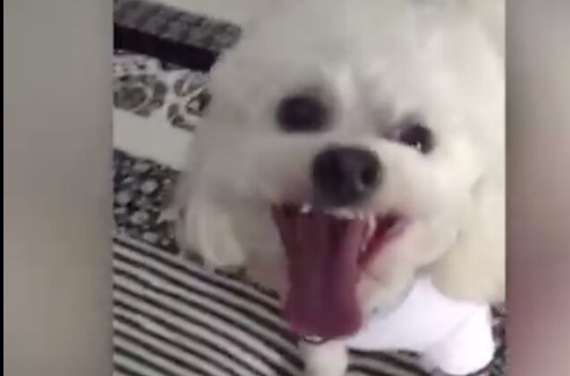 dog helps stage the cutest baby reveal to grandma video