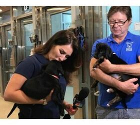 Clear The Shelters Finds Furever Families For Over 70,000 Homeless Pet