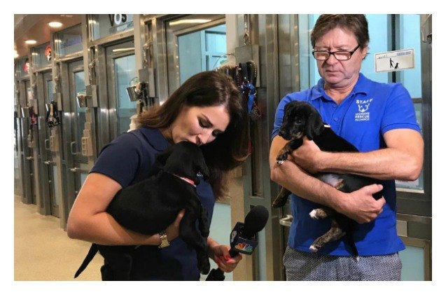 clear the shelters finds furever families for over 70 000 homeless pets