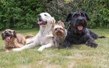 PetSafe Awards $275K to 25 Cities Across America for Off-Leash Dog Par