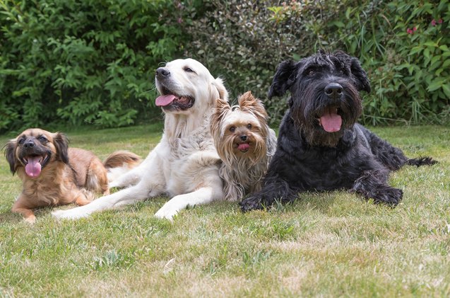 petsafe awards 275k to 25 cities across america for off leash dog par