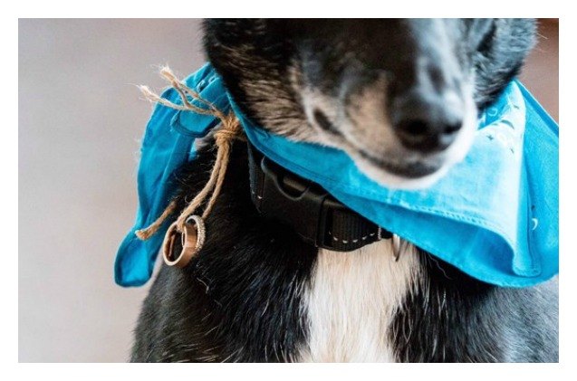ring bearing dog loses wedding rings right before ceremony