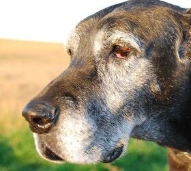New Antibody Gives Fresh Hope For Dog Cancer Treatment
