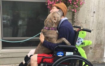 A Tearful Reunion After a Tragic Car Accident Brings the Best Tail Wag