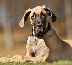 Great dane hotsell big dog breed