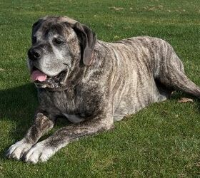 X large sales dog breeds