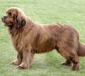 Large heavy hairy breed of 2024 french dog