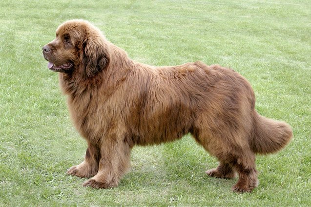 top 10 extra large dog breeds