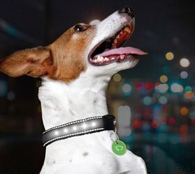 DynaDog Collar and Amazon Partner for the First Motion-Powered LED Col