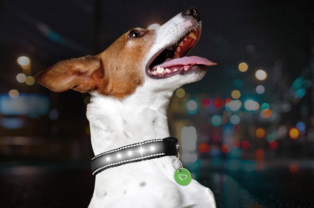 dynadog collar and amazon partner for the first motion powered led collar